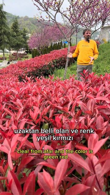 ORTALIK ALEV ALDI!!! Photinia fraseri 'RedRobin' смотреть онлайн