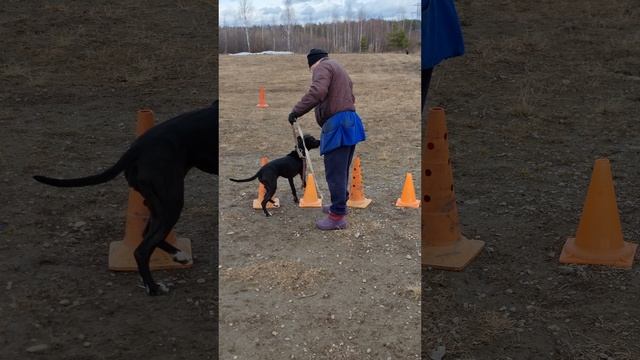 Дрессировка собак #стаффорд