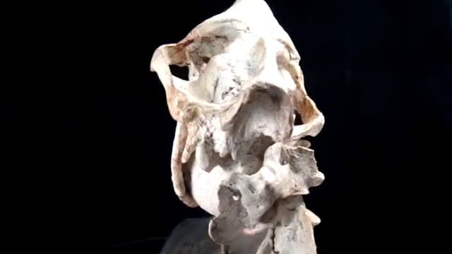 真岳齒獸Merycoidodon смотреть онлайн