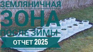 Как перезимовала земляника в кашпо🍓