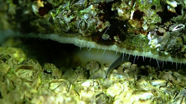 schaalhoorn смотреть онлайн