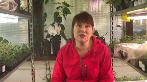 Как размножают голубику в Польше