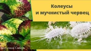 Мучнистый червец на колеусах. Методы борьбы. Мой опыт.