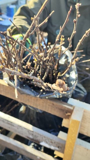 Пришли свежайшие саженцы. Ждём вас за заказами на 7 Северной, 180