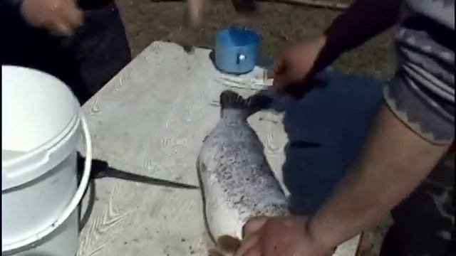 Застреленная из ружья щука смотреть онлайн