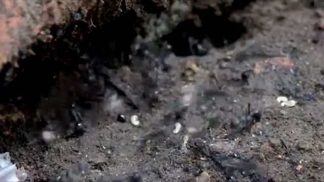 Aphaenogaster spinosa: operazione larva sicura смотреть онлайн