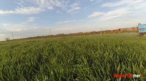 ШоК! Пшеница озимая после подкормки Гуматом и Карбамитом по листу! Трактор МТЗ!