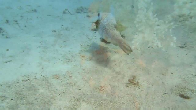 Scuba Diving Red See, Hurghada, Sahl Hasheesh, Egypt June 2016