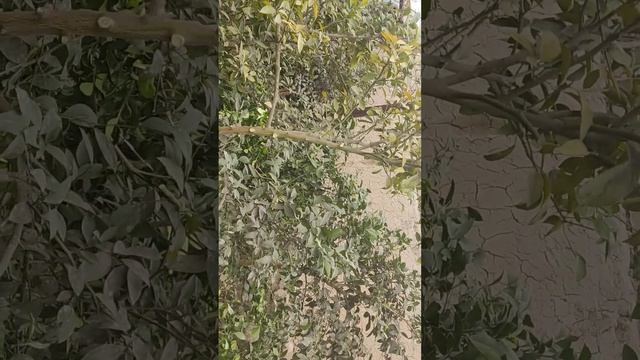 Лимон обрезка. Тошкент шахрида кисда обрезка керак булса мурожат учун тел 99 .161 9240 смотреть онлайн