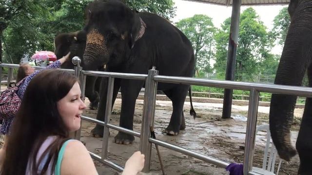 Тайланд. Сиам. Thailand. Elephant. Feed elephants смотреть онлайн