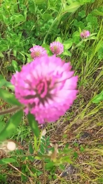 やっと春が来た！ ③ - 2 アカツメクサ！ Red clover. смотреть онлайн