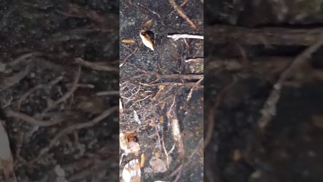 Lasius emarginatus de mon bonsaï. смотреть онлайн