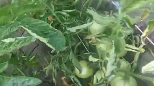 грядки помидор смотреть онлайн