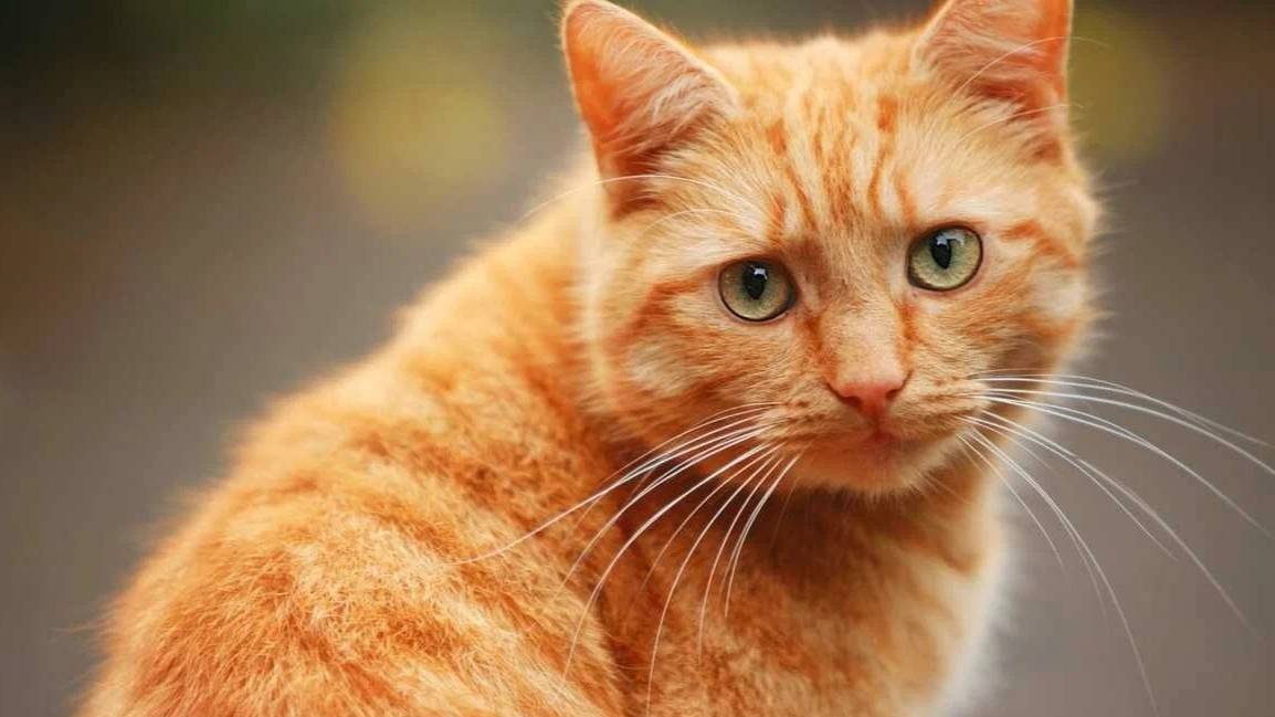 "Кот, который гулял сам по себе". Самара. Часть 2. смотреть онлайн