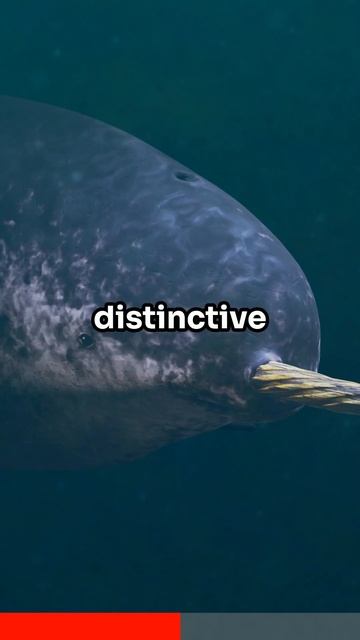 Crazy Fun Facts About Narwhals | Amazing Facts About Animals | Part 12 Animal Facts #shorts смотреть онлайн