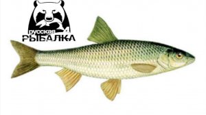№23.Елец на вьюнке. Русская рыбалка 4
