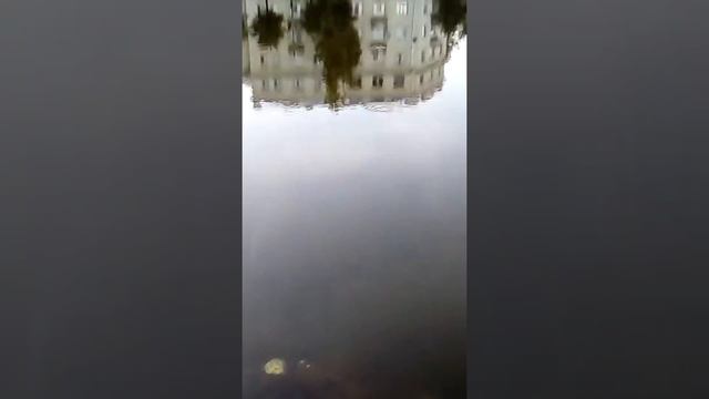 Шаговский пруд. Кострома 8.08.2018 смотреть онлайн