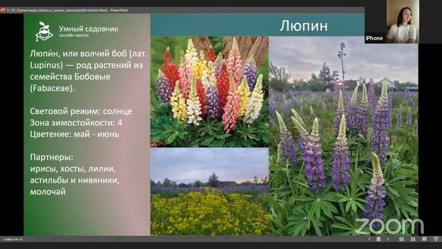Неприхотливые многолетники, цветущие в начале июня | Прямой эфир школы «Умный садовник» смотреть онлайн