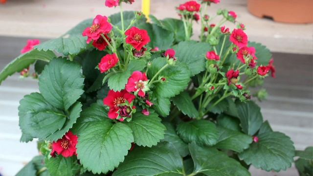 Roberta's 30-Piece Six Weeks of Strawberries Collection on QVC смотреть онлайн