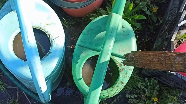 ВИСАДЖУЮ КАПУСТУ - З СЕКРЕТОМ смотреть онлайн