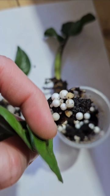 Купила малышей замиокулькас зензи.#комнатныецветы#цветыдлядома#растения#замиокулькас#обзор#цветы