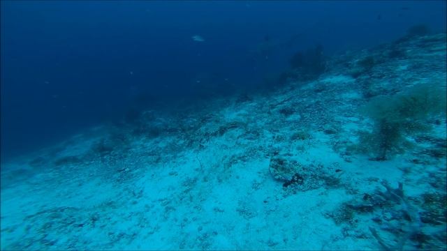 Thresher Shark Diving Malapascua смотреть онлайн