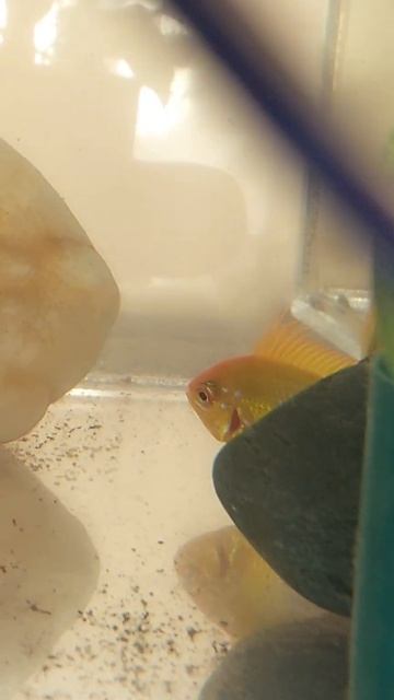 Апистограмма Голд отнерестились