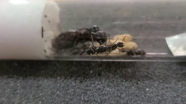 Trophallaxis Between Ant Queen & Workers - Camponotus Pennsylvanicus смотреть онлайн