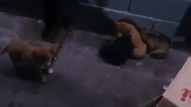 Cariad, Cleo, Clementine & Phoebe rescued смотреть онлайн