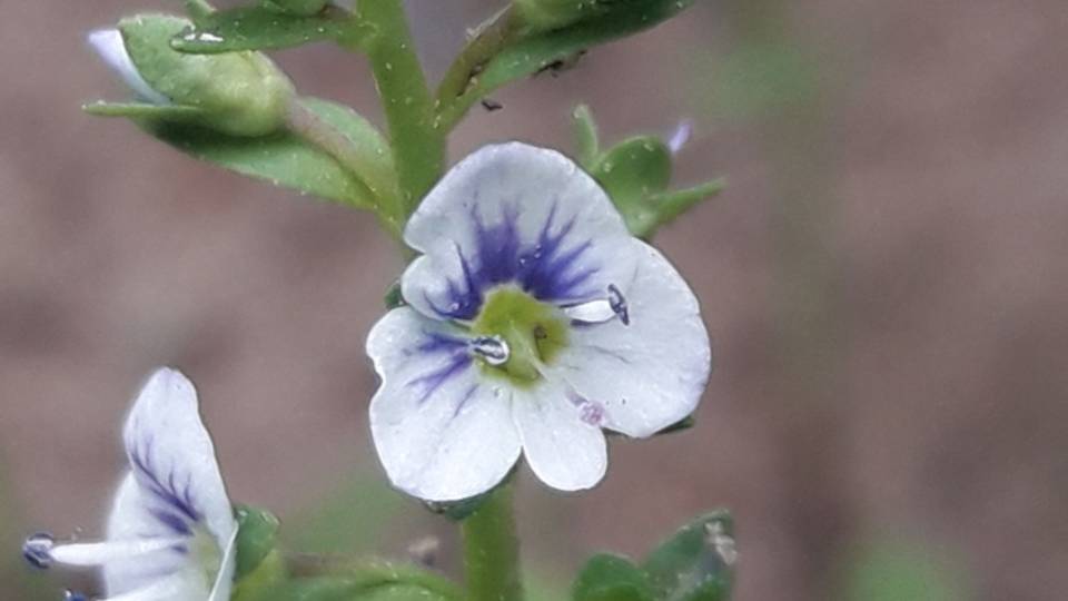 212. Вероника тимьянолистная - Veronica Serpyllifolia