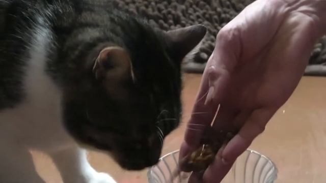 кот полосатик кушает корм смотреть онлайн