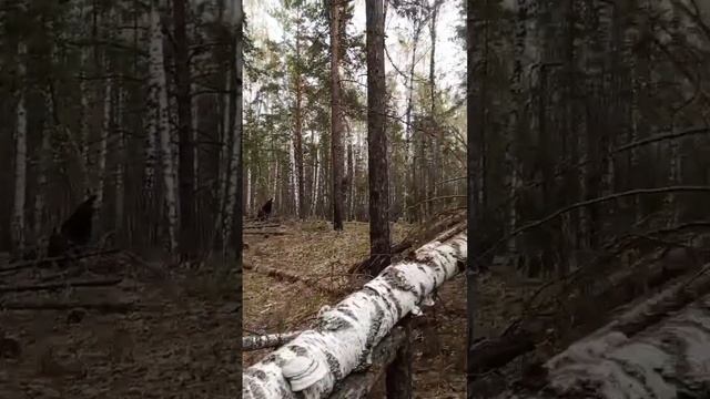 Чем дальше в лес+клещи