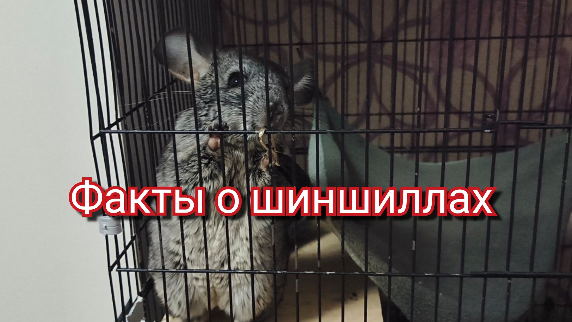 Факты о шиншиллах смотреть онлайн