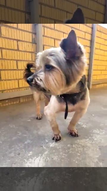мой 🐕собаК✨️🤩✨️ смотреть онлайн