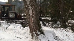 Тдт 55 в лесу