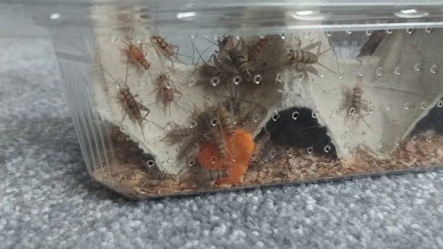 How to Keep a Leopard gecko - 1 Minute Care Guide смотреть онлайн