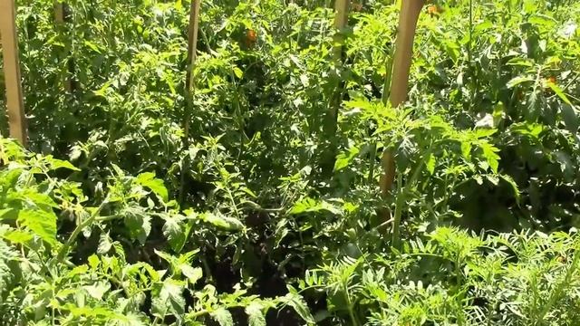 Добра порада! Хороші сусіди на городі. смотреть онлайн