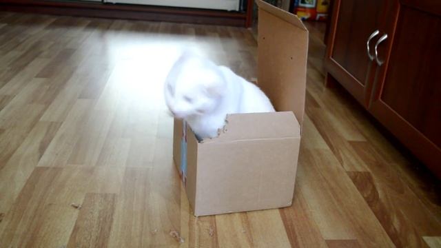 Кошка грызун