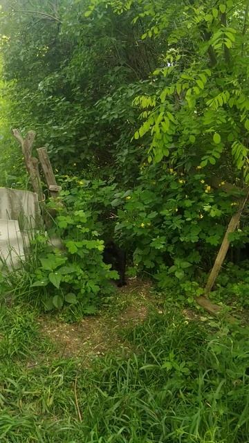 Состав кошачьего населения - обновляется