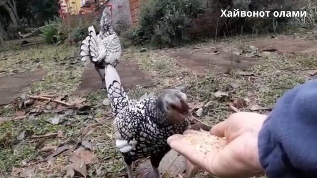 Дунёдаги Энг чиройли декоратив товуклар