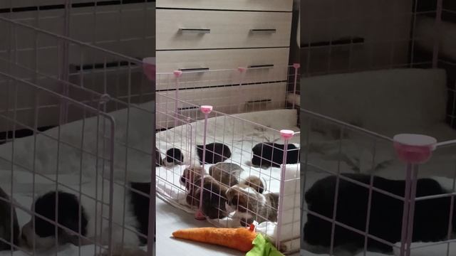 питомник собак Изумрудный лес смотреть онлайн