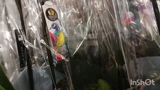 Новые цветы в Орхидее/19.04.25/ смотреть онлайн