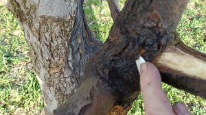 Засыхает кора яблони.