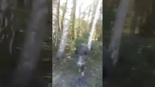 Як собака смотреть онлайн