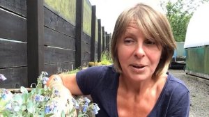 Mertensia maritima or the Oyster plant