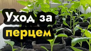 Как ухаживать за рассадой перца - советы по уходу за рассадой перца в Сибири Урале и Дальнем Восток