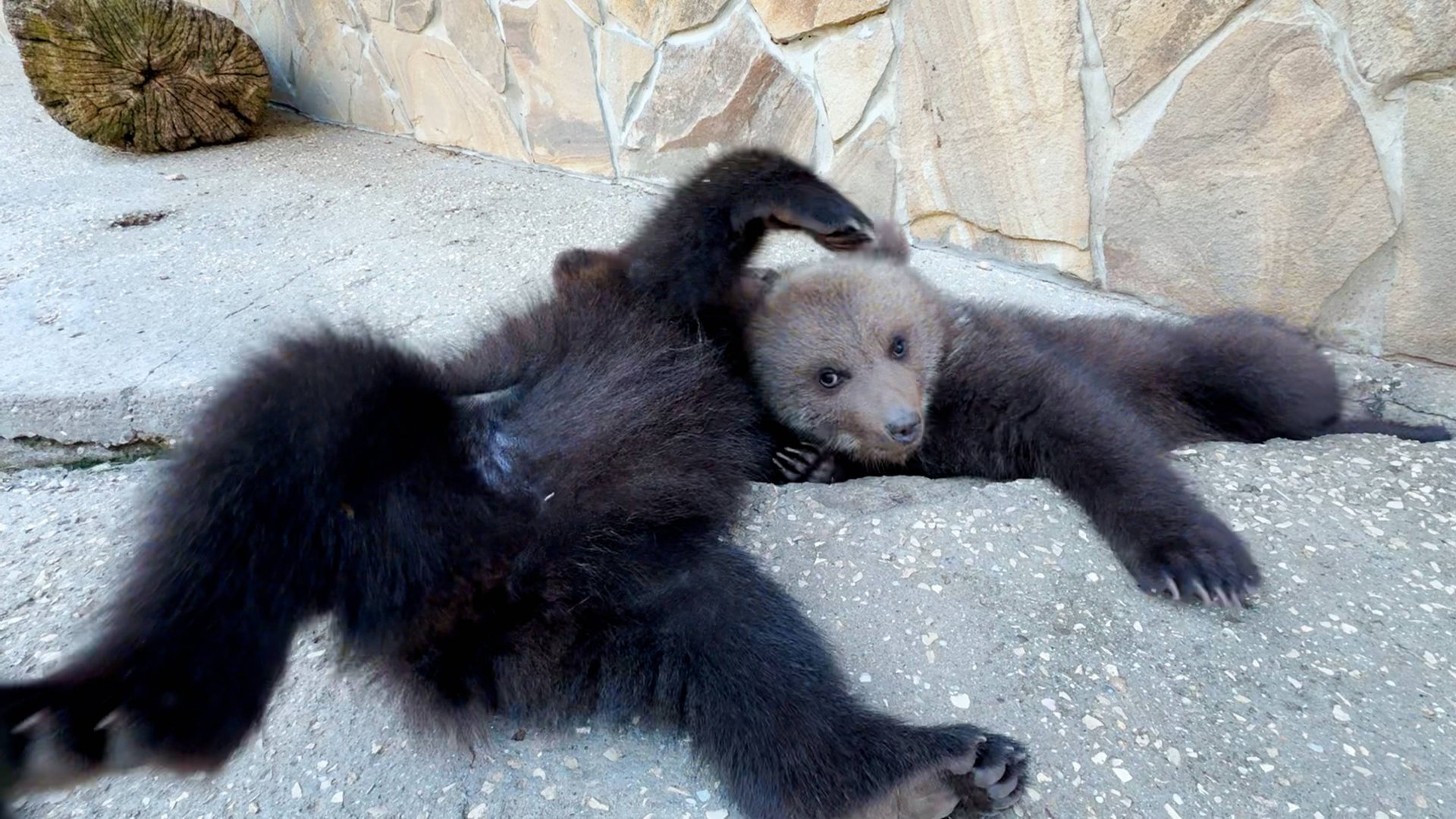 Серьезные МЕДВЕЖЬИ КОЧЕВРЯЖКИ! Колыбельная, которую не надо петь детям))) смотреть онлайн