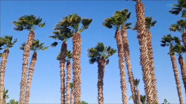 Полный обзор отеля в Хургаде Lotus Bay Beach Resort