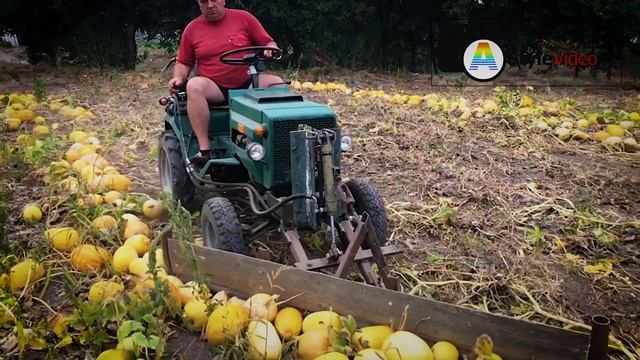 Згортання гарбузів ХТЗ Т-012 смотреть онлайн