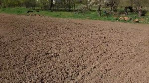 Посадка картофеля японским минитрактором Yanmar с однорядной сажалкой.